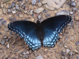 Red Spotted Purple Butterfly Eating Minerals from the Ground