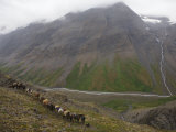 Outfitter Guides Clients Up Misery Pass