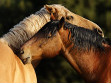 Two Mustangs Groom Each Other  a Common Behavior Among Wild Horses