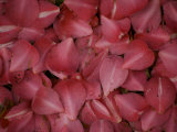 Close-up of a Pile of Dewy Flower Petals in Trebah Gardens
