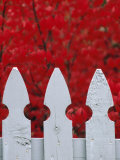White Picket Fence Against Red Autumn Foliage