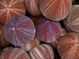 Sea Urchins for Sale at a Shop