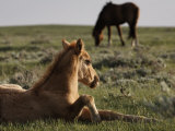 Protected Wild Mustang Foal Rests in a Meadow