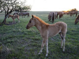 Protected Mustang Foal with a Fuzzy Coat