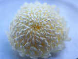 White Chrysanthemum Flower