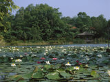 Water Lilies Float in a Lake at the Singapore Botanical Gardens