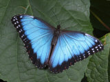 Blue Morpho Butterfly  Morpho Peliedes  Lights on a Green Leaf