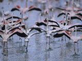 Lesser Flamingos Prepare to Take Flight from Danger of Nearby Eagles