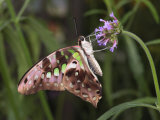 Tailed Jay Butterfly  Graphium Agamemnon  Sips Nectar from a Flower
