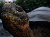 Close-up of an Endangered Giant Galapagos Tortoise