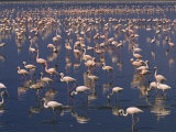 Lesser Flamingos Feast on Blue-Green Algae and Insects at Morning