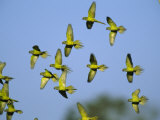 Flock of Airborne Peach-Fronted Parakeets