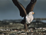African Fish Eagle with Spread Wings and Remains of a Flamingo