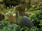 Lush Plants Grow around Old Tombstones in a Graveyard