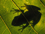 Backlit View of a Tree Frog Photographed Through a Genipap Tree Leaf