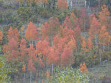 Mountain Forest Displays Fall Colors