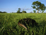 Giant Anteater Wends its Way Through Pantanal's Savannah