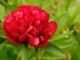 Red Peony Flower