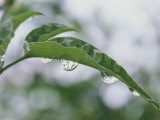 Water Drops on a Plant Leaf