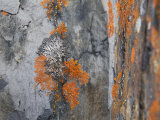 Lichens Growing on the Bark of a Tree