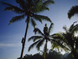 Bahasa  or Coconut Tree Climber in the Rice Terraces