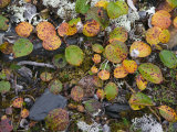 Foliage in the Muskwa-Kechika Management Area