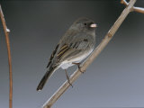 Junco  Junco Hyemalis  Perched on a Slender Twig
