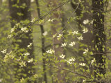 Flowers Bloom on the Pacific Dogwood Tree in Spring