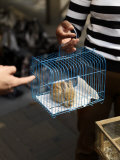 Woman Displays a Rabbit She Is Selling in the Streets of Shanghai