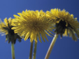 Dandelions are Backlit by the Sun