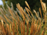 Miscanthus or Chinese Silver Grass