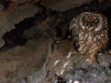 Short-Eared Owl Looking Out from Among Volcanic Rock