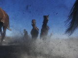 Wild Horses Kick Up Dirt as They Gallop Through the Dry Nevada Desert