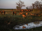 Curious Foals are Drawn to a Water Hole in South Dakota