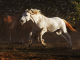 With a Burst of Speed  a Mustang Stallion Charges at Another Stallion