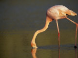 Greater Flamingo  Phoenicopterus Ruber  Feeding in Shallow Water