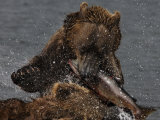 Brown Bear Catches a Salmon Fish in Kuril Lake