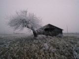 Barn and Ice Covered Tree on Greenwood Hill  New York