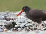 Adult Black Oystercatcher  Haematopus Bachmani  and Her Young