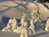 Snow Draped Evergreens as Sculptures in a Snowy Landscape