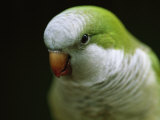 Close-up of a Monk Parakeet  also known as a Quaker Parrot