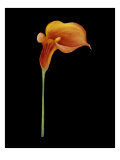 Captivating Calla III