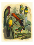 Tropical Birds II