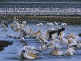Great White Pelicans Bathe and Drink after Fishing in Alkaline Lake