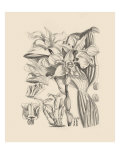Orchid on Khaki V