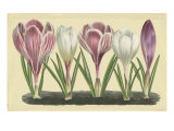 Crocus II