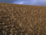 Leafless Trees Growing on a Hillside
