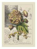 Garden for June II