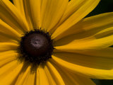 Close-up Detail of a Black-Eyed Susan Flower