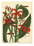 Fleur II